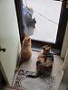 For the Cats-img_3807-e-mail.jpg