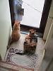 For the Cats-img_3808-e-mail.jpg