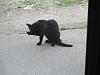 For the Cats-img_3843-e-mail.jpg