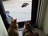 For the Cats-img_3848-e-mail.jpg