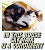 For the Cats-cat-hair-sign-chloi-e-mail.jpg