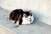 For the Cats-morro-20bay-20dock-20cat-xl.jpg