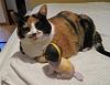 For the Cats-img_3959-e-mail.jpg