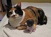 For the Cats-img_3961-e-mail.jpg