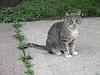 For the Cats-img_3979-e-mail.jpg