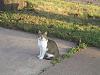 For the Cats-img_4221-e-mail.jpg