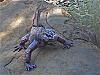 Canon Marine Iguana-img_2830.jpg