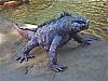 Canon Marine Iguana-img_2831.jpg