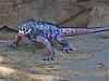 Canon Marine Iguana-img_2834.jpg