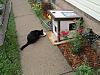 For the Cats-img_4344-e-mail.jpg