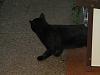For the Cats-img_4384-e-mail.jpg