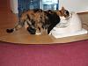 For the Cats-img_4759-e-mail.jpg
