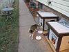 For the Cats-img_4807-e-mail.jpg