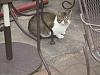 For the Cats-img_4882-e-mail.jpg