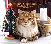 For the Cats-img-20171224-wa0003.jpg