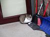 For the Cats-img_5138-e-mail.jpg