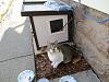 For the Cats-img_5184-e-mail.jpg