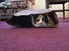 For the Cats-img_5289-e-mail.jpg