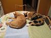 For the Cats-img_5276-e-mail.jpg