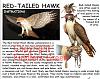 Fiddlers Green Red Tailed Hawk-d82c1ebb-8bf7-4b93-8af4-1351d7938aa0.jpg