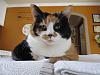 For the Cats-img_5592-e-mail.jpg