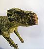 Microceratops/Microceratus - Johan Scherft-d74.jpg