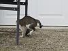 For the Cats-img_6192-e-mail.jpg