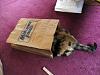For the Cats-img_6220-e-mail.jpg