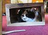 For the Cats-img_6226-e-mail.jpg