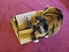 For the Cats-img_6230-e-mail.jpg