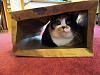 For the Cats-img_6235-e-mail.jpg