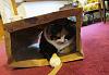 For the Cats-img_6236-e-mail.jpg