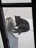 For the Cats-img_6400-e-mail.jpg