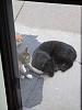 For the Cats-img_6405-e-mail.jpg