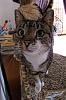 For the Cats-missy-p.jpg