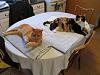 For the Cats-img_6617-e-mail.jpg