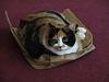 For the Cats-img_6957-h.jpg
