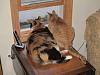 For the Cats-img_7056-e-mail.jpg