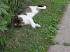 For the Cats-img_7098-e-mail.jpg