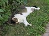 For the Cats-img_7099-e-mail.jpg