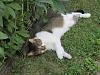 For the Cats-img_7100-e-mail.jpg