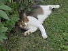 For the Cats-img_7102-e-mail.jpg
