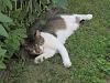 For the Cats-img_7103-e-mail.jpg