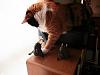For the Cats-img_7119-e-mail.jpg
