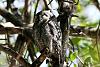 Scops Owl - Johan Scherft-scops2.jpg