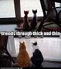 For the Cats-fb_img_1534882834611.jpg