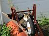 For the Cats-img_7156-e-mail.jpg