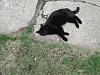 For the Cats-img_6381-e-mail.jpg