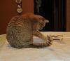 For the Cats-img_7391-e-mail.jpg