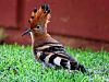 Hoopoe - Johan Scherft-h1.jpg